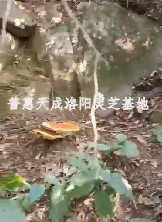 6d80e6f9f6353ea9062c881c2c78e3f9 JIUYOU.com天成洛阳灵芝基地